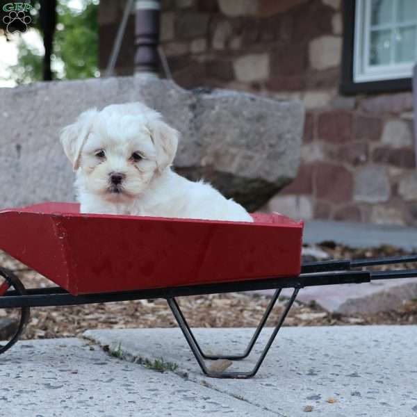 Teddy, Teddy Bear Puppy